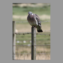 Pigeon Post Poster posters