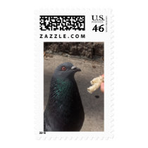 pigeon postage stamp