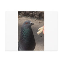 pigeon post card