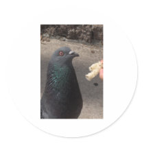 pigeon round sticker