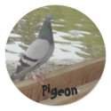 Pigeon stickers
