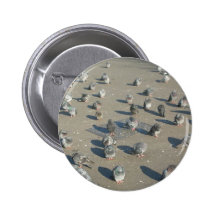 Pigeons Buttons