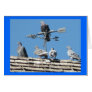 pigeons greeting card