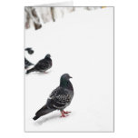 Pigeons Cards
