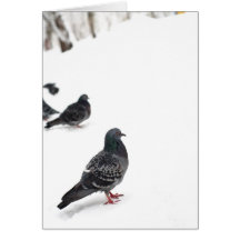 Pigeons Cards