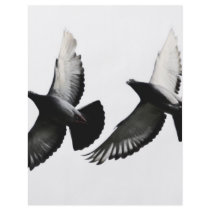 pigeons flyer design