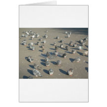Pigeons Greeting Card