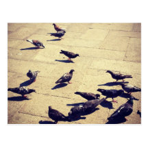 Pigeons in Venice Post Cards
