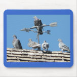 pigeons mousepads