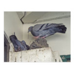 Pigeons nesting - Postcard
