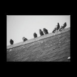 Pigeons on a Roof canvas prints