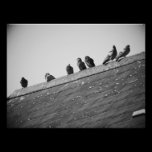 Pigeons on a Roof photography