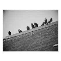 Pigeons on a Roof Photo