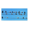 Pigeons On Telephone Lines posters by dma847 Pigeons On Telephone Lines posters