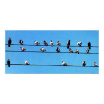 Pigeons On Telephone Lines posters