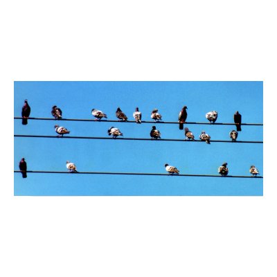 Pigeons On Telephone Lines Print by dma847