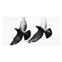 pigeons photo cards
