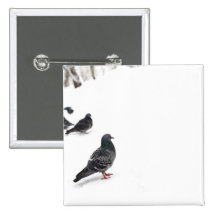 Pigeons Pinback Button