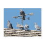 pigeons postcards