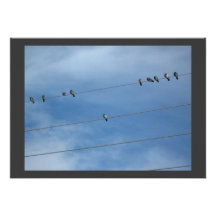 pigeons resting invitation