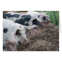 Piggie Siblings cards