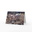 Piggies cards