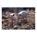 Piggies posters