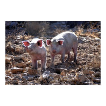 Piggies posters by rdkiely Piggies posters