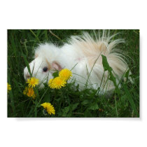 Piggy in dandelions posters