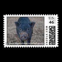 Piggy stamps