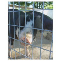 Piggy snout flyers