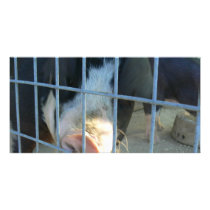 Piggy snout customized photo card