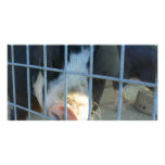 Piggy snout customized photo card