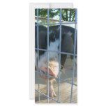 Piggy snout rack card template