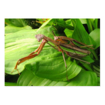 Piggyback Mantis ~ ATC Business Card Template