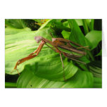 Piggyback Mantis ~ card