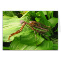 Piggyback Mantis ~ card