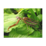 Piggyback Mantis ~ postcard