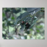 Piggyback Poster