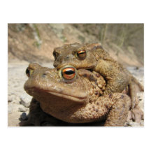 Piggyback Toads Postcard
