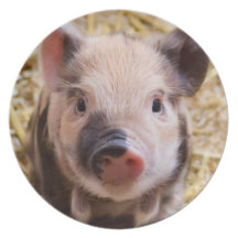 Piglet Dinner Plate