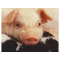 Piglet flyers