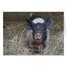 Piglet in straw card