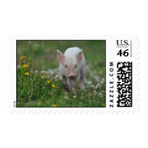 Piglet in Wildflower Meadow Postage Stamp