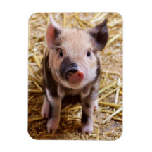 Piglet Magnets
