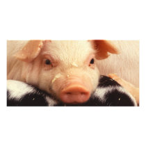 Piglet photo cards