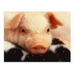 Piglet Post Card