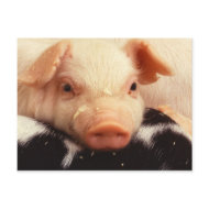 Piglet postcard