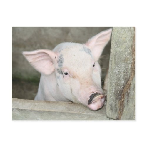 Piglet