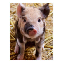 Piglet Postcards